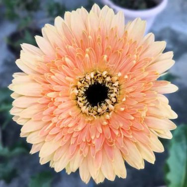 Rare Light Orange African Gerbera Jamesonii Transvaal Daisy 10 Seeds