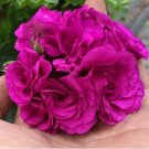 Rare 10 PCS Rare Purple Rose Geranium Seeds Double Pelargonium Flowers