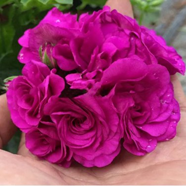 Rare 10 PCS Rare Purple Rose Geranium Seeds Double Pelargonium Flowers