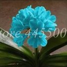 Rare Clivia Miniata 100 Seeds, Sky Blue Flowers