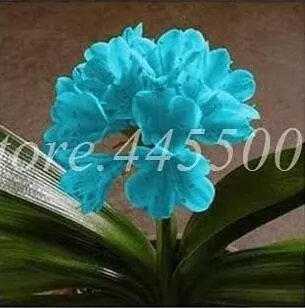 Rare Clivia Miniata 100 Seeds, Sky Blue Flowers