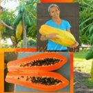 Rare Sweet Maradol Papaya Outdoor Edible Tropical Juicy Jardin Fruit 20 Seeds
