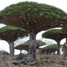 Rare Dragon Blood Tree 100 Seeds