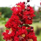 Rare Rape Myrtle Tree 100 Seeds, Red Flowers