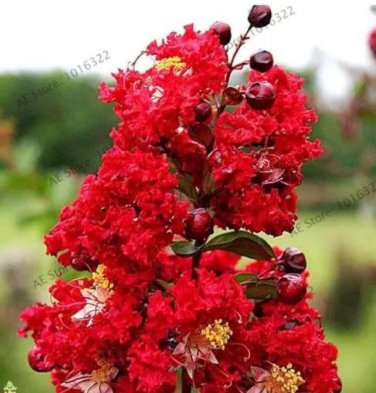 Rare Rape Myrtle Tree 100 Seeds, Red Flowers