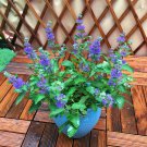 Rare BELLFARM Agastache Rugosa 100 PCS Seeds