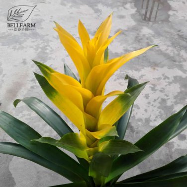 Rare Pineapple Seeds Yellow Ornamental Leaves Bromeliad Plant Seeds 20+