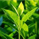 Rare New Crop Chinese Green Tee Tree 10+ Seeds - Camellia Sinenis