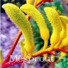 Rare Rare Kangaroo Paw 20 Seeds, Yellow Flowers