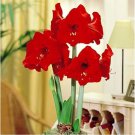 Rare Amaryllis Red Lion - 1 flower bulb Dia.2-3 cm