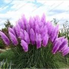 Rare 500 PCS Purple Pampas Grass Seeds