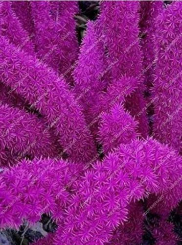 Rare 120 PCS Purple Bamboo Foxtail Seeds