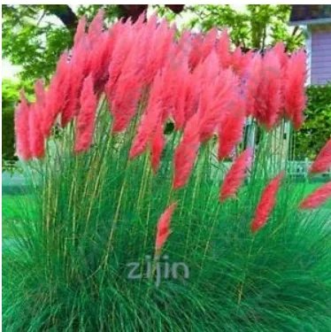 Rare 500 PCS Purple Pampas Grass Seeds