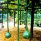 Rare Extra Long Handle Dipper Gourd Seeds! 10 Seeds