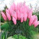 Rare 500 PCS Purple Pampas Grass Seeds
