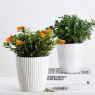 Rare Goldfish Chlorophytum 30 Seeds DL450C