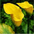 Rare 2 BULBS Calla Flower