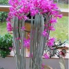 Rare Cactus Seeds Pink Flowers 50 pcs/pack Aporocactus Flagelliformis