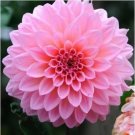 Rare Mr.seeds A Package 100 Pieces Pink Dahlia Seeds