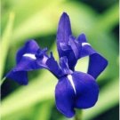 Rare 20 PCS Iris Laevigata * Water Iris * Kakitsubata *
