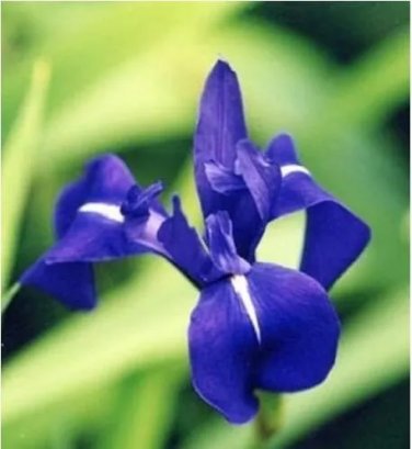 Rare 20 PCS Iris Laevigata * Water Iris * Kakitsubata *