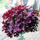 Rare 100 Red Oxalis Wood sorrel Flower Oxalis Purple Shamrock