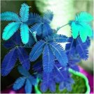 Rare 30 pcs Mimosa seeds