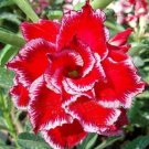 Rare BELLFARM Adenium Fire Red 5-Layer Double Flowers with Pale