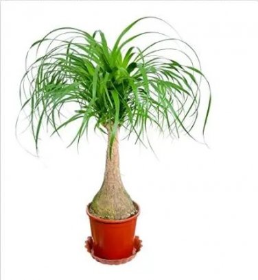 Rare Ponytail Palm, Elephant's Foot 5 seeds - Nolina recurvata