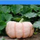 Rare New Pink Pumpkin Vegetables 10 Seeds
