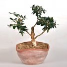 Rare 10pcs Olive Bonsai Tree Seeds Olea Europaea Bonsai Mini Olive Tree