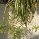 Rare Heirloom Chlorophytum 10 Seeds