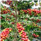 Rare Heirloom Colorful Coffee Bean Plants, 10 + Seeds