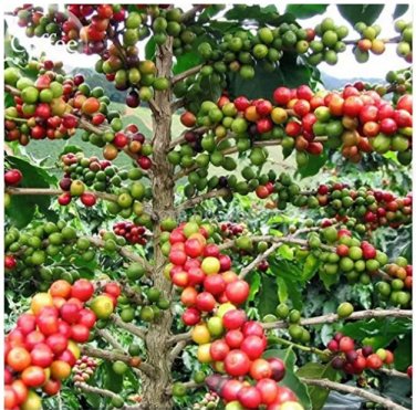 Rare Heirloom Colorful Coffee Bean Plants, 10 + Seeds