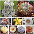 Rare 200 lithops Seeds