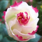 Rare 100 Eustoma Seeds