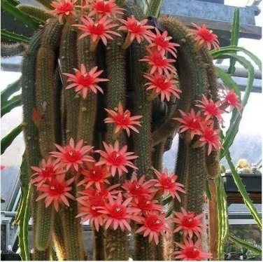 Rare Hildewintera Aureispina Cactus 5 Seeds