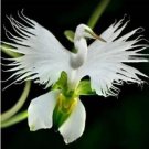 Rare Orchid Seeds, Orchid Seed, 200pcs Japanese Egret Flowers Seeds