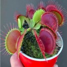 Rare Potted Insectivorous Dionaea Muscipula Giant Clip Flytrap 50 Seeds