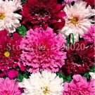 Rare Double Cosmos Perennial Flower 200 Seeds