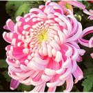 Rare Mr.seeds 100 pcs/bag Rare Bicolor Pink Yellow Chrysanthemum Seeds