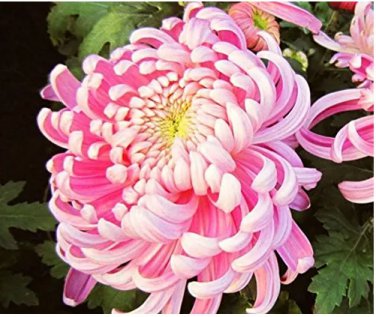 Rare Mr.seeds 100 pcs/bag Rare Bicolor Pink Yellow Chrysanthemum Seeds