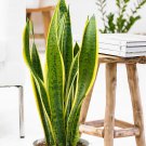 Rare Green Sansevieria 20 seeds