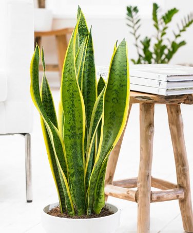 Rare Green Sansevieria 20 seeds