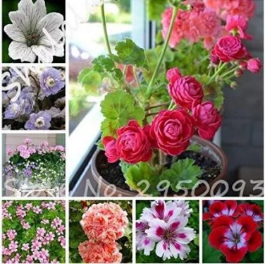 Rare Heuchera 20 Seeds