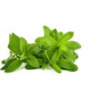 Rare 400 Stevia Seeds, Stevia Herbs Seeds Green Herb, Stevia Rebaudiana