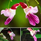 Rare 50 pcs China Rare Parrot Orchid Flower Seeds World's