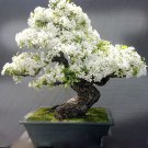 Rare 30 seeds / pack,white shower tree cassia bakeriana stunning apple blossom