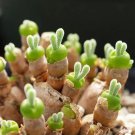 Rare Monilaria Moniliformem Bonsai 10 seed, lovely green little rabbit