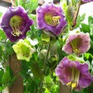 Rare Cup And Saucer Vine Purple - 16 Seeds - Cobaea Scandens